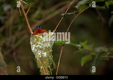 Madagascar paradise flycatcher femelle sur nid de mousse dans un arbre à Madagascar Banque D'Images