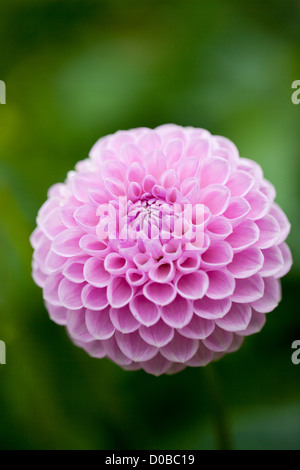 Gros plan d'un unique Dahlia pompon rose isolé / pompon sur un fond vert flou. Floraison dans un jardin au Royaume-Uni Banque D'Images