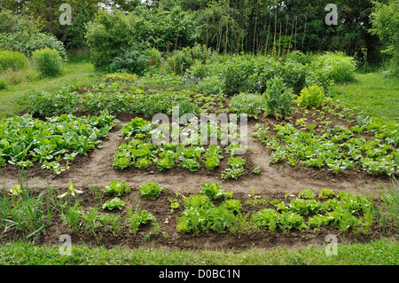 Un potager de légumes traditionnels, lits de carottes, laitues, épinards, chou, pomme de terre, fèves... Banque D'Images