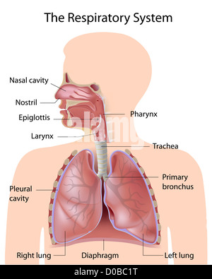 Le système respiratoire, étiqueté Banque D'Images
