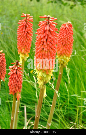 Fleurs de Tritoma Kniphofia (VSP), autres noms : red hot poker, poker, lily torche, plante en fleurs, dans un jardin. Banque D'Images