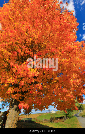 Scène d'automne le long de routes de campagne, à travers les terres agricoles Swoope, vallée de Shenandoah, en Virginie, USA Banque D'Images