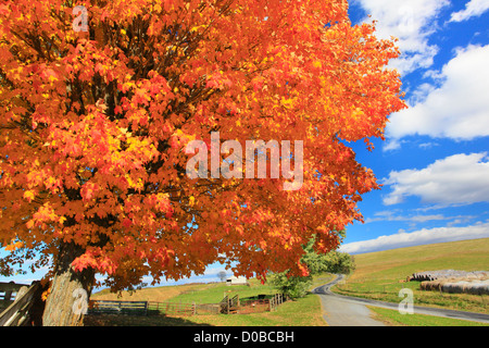 Scène d'automne le long de routes de campagne, à travers les terres agricoles Swoope, vallée de Shenandoah, en Virginie, USA Banque D'Images