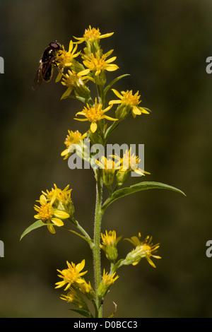 , Solidago virgaurea Golden Rod, en fleurs, la fin de l'été. Banque D'Images