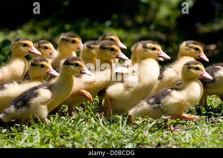 Canetons canard de Barbarie jaune tournant en hâte Banque D'Images