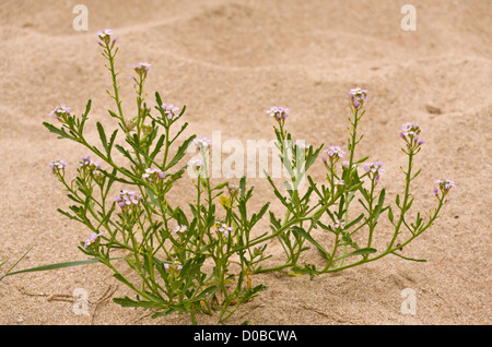 'Searocket (Cakile maritima ssp. integrifolia), en fleurs et fruits, sur les dunes de sable. Banque D'Images