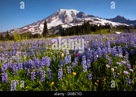 WA07578-00...WASHINGTON - Le Mont Rainier et une prairie couverte de fleurs sauvages sur la crête de Mazama dans Mount Rainier National Park. Banque D'Images