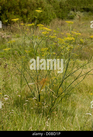 Le fenouil (Foeniculum vulgare) ; jardin d'herbes culinaires, et largement naturalisé au Royaume-Uni. Banque D'Images