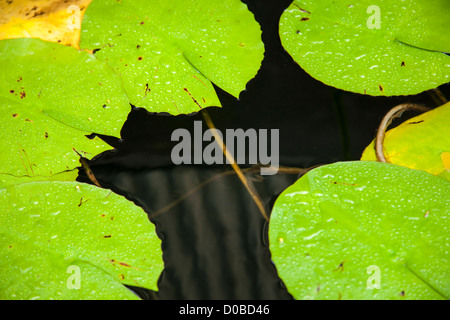 Les feuilles de nénuphar, Sydney Royal Botanical Garden, EN IN Banque D'Images