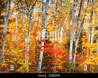 Birch tree forest colorful autumn nature scenery. Ontario, Canada. Banque D'Images