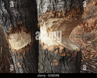 Les arbres dans les bois mâché par castor nord-américain Banque D'Images