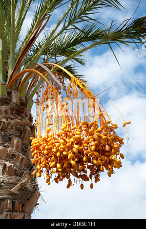 Date Palm arbre avec branches suspendues de dates Banque D'Images