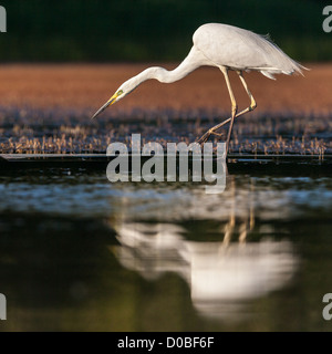 Grande aigrette (Ardea alba) poisson chasse dans les waterr sur le bord d'un lac Banque D'Images