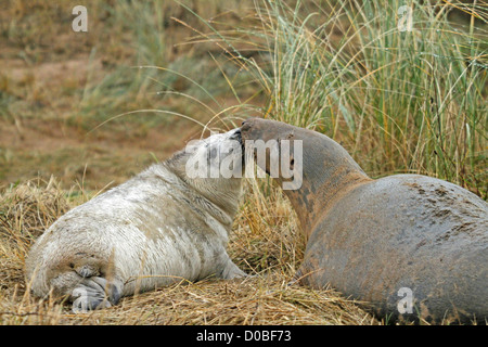 Phoque gris (Halichoerus grypos avec mère) Banque D'Images