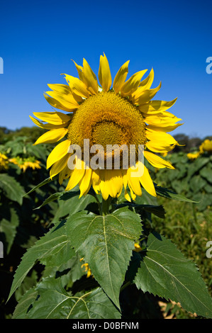 Dans le champ de tournesol à Starlight, Indiana Banque D'Images