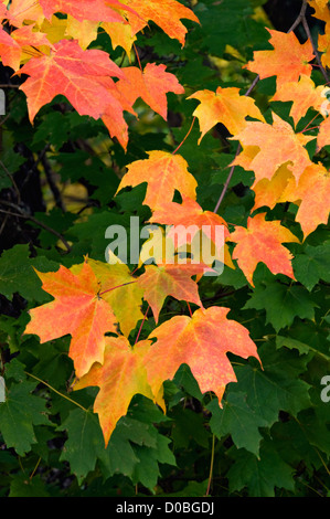 Automne Feuilles d'érable sur un fond de feuilles vertes Banque D'Images