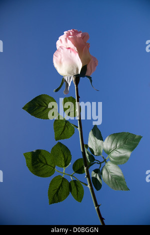 Rose rose bleu ciel ensoleillé contre Banque D'Images