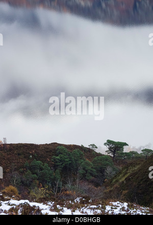 Un arbre de pin sylvestre découpé sur le cloud et des réflexions sur le Loch Maree dans les Highlands écossais. Banque D'Images