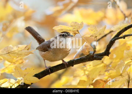 Caroline Wren perching en automne Maple Tree oiseau oiseaux oiseaux oiseaux chanteurs oiseaux chanteurs ornithologie Science nature faune environnement wrens Banque D'Images