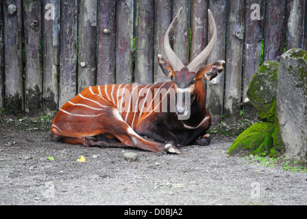 Bongo (antilope) qui reste à faire Banque D'Images