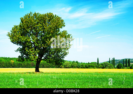 Lonely tree sur le champ de blé en été Banque D'Images