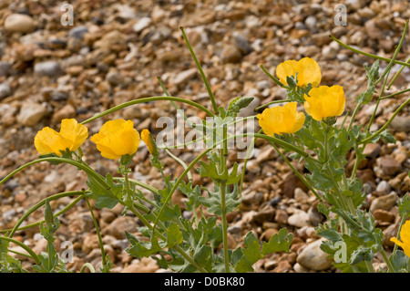 Cornes jaune Glaucium flavum (pavot) en fleurs et fruits, plage de galets, Dorset, England, UK Banque D'Images