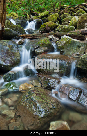 Petit ruisseau dans Wallace Falls State Park, Washington, USA Banque D'Images