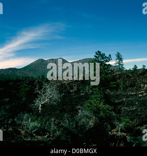 Sunset Crater Volcano National Monument, près de Flagstaff, Arizona, USA - le pin ponderosa et le tremble les arbres situés dans le champ de lave Banque D'Images