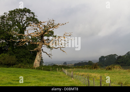 Un arbre de cendre morte Banque D'Images