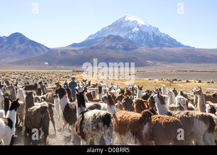 Troupeau de lamas dans le parc national de Sajama Banque D'Images