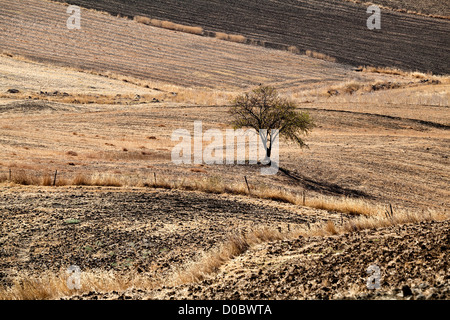 Un seul arbre sur collines en Andalousie, Espagne Banque D'Images