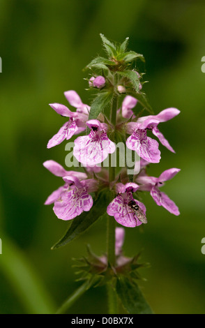 Marsh Woundwort (Stachys palustris) en fleur, le long du fossé, Somerset, England UK Banque D'Images