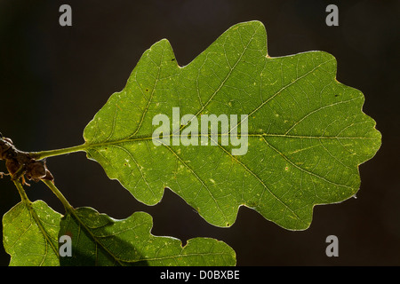 Les feuilles des arbres de chêne sessile (Quercus petraea), close-up Banque D'Images