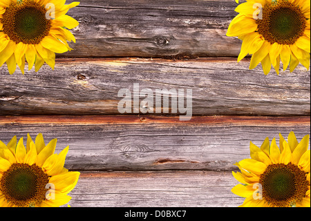 Fond texturé en bois de sciage avec décoration de tournesols Banque D'Images