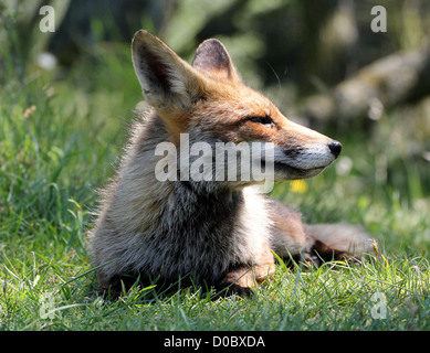 Close-up portrait of a beautiful wild red fox allongé dans l'herbe au soleil du printemps Banque D'Images