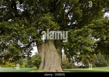 Arbre de chêne vert (Quercus ilex), Dorset, England, UK Banque D'Images