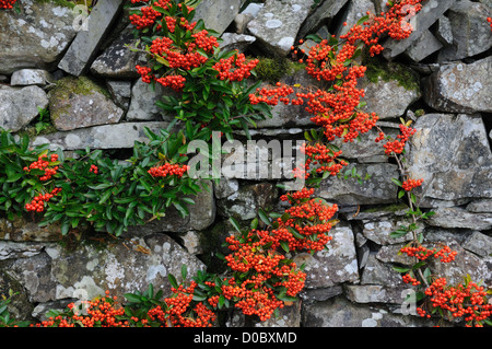 Fleurs colorées rouge vif sur un vieux mur de pierre Banque D'Images