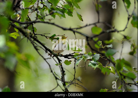 (Phylloscopus sibilatrix Pouillot siffleur) Banque D'Images