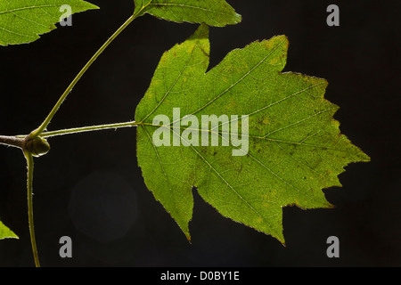Alisier torminal (sorbus torminalis) bud et le feuillage à l'automne, close-up Banque D'Images
