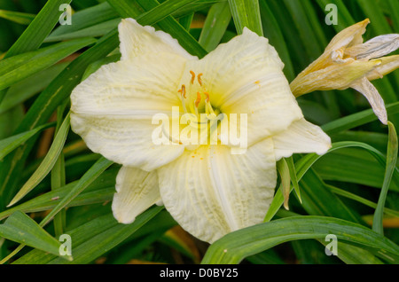 Hemerocallis 'Lemon Bells' Banque D'Images