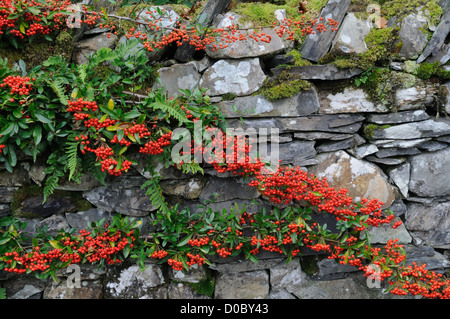 Fleurs colorées rouge vif et fern sur un vieux mur de pierre Banque D'Images