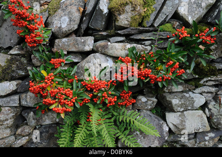 Fleurs colorées rouge vif et fern sur un vieux mur de pierre Banque D'Images