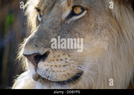 L'African Lion Panthera leo dans le Ruaha Game Reserve . Le sud de la Tanzanie. Afrique du Sud Banque D'Images