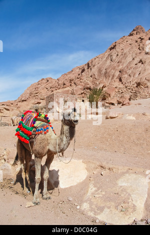 Chameau coloré habillé pour les touristes à l'extérieur du monastère Sainte Catherine en Egypte Banque D'Images