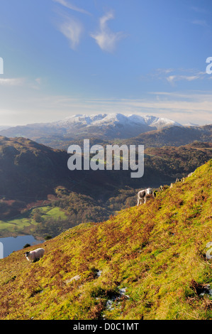 Moutons Herdwick sur Nab cicatrice dans le Lake District, avec les sommets enneigés des montagnes de Coniston en arrière-plan Banque D'Images