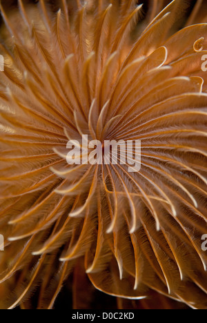 Un ver arbre de Noël (Spirobranchus giganteus) complètement ouvert. Prise à Wainilu dans le Parc National de Komodo. Banque D'Images