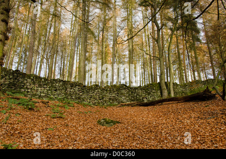 Tapis de feuilles mortes à l'automne sol forestier et grands conifères croissant sur colline - Bolton Abbey Estate, North Yorkshire, Angleterre, Royaume-Uni. Banque D'Images
