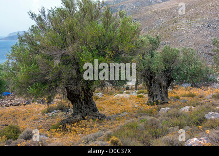 Vieux Oliviers Kalymnos, Grèce Banque D'Images