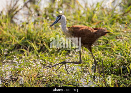 (Actophilornis africanus Jacana africain) dans le parc national Buffalo, en Namibie. Banque D'Images