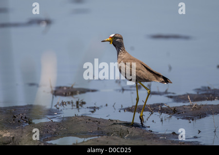 Réorganisation de l'Afrique sociable (Vanellus senegallus) dans le Parc National de Mamili, la Namibie. Banque D'Images